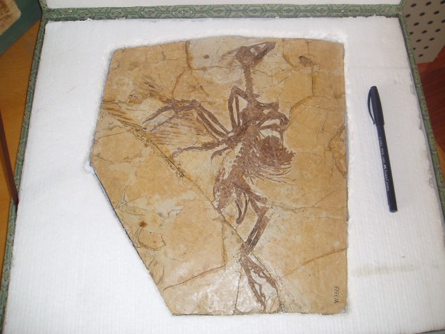 Fossil