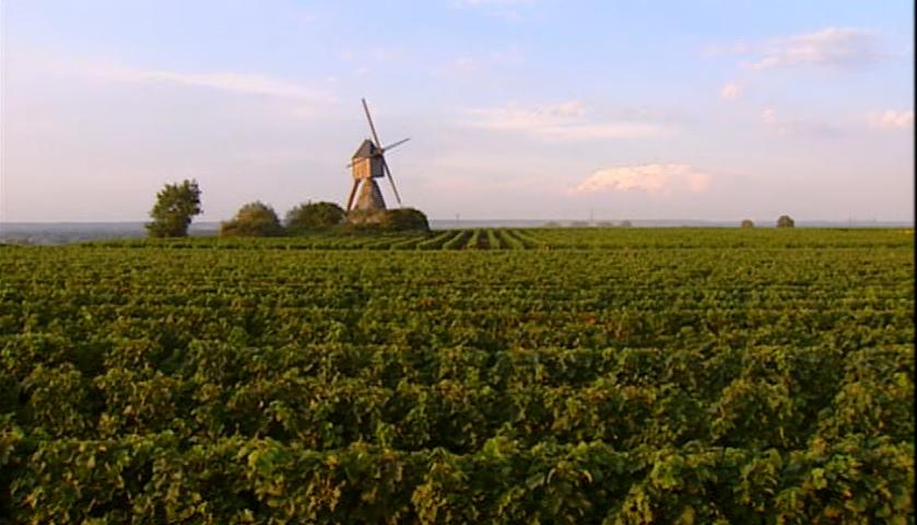 Loire_valley_Vinyard